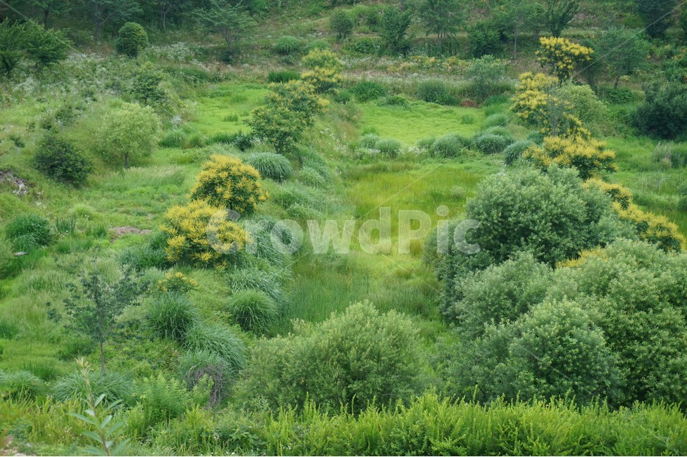 그린,나무,자연,풍경,풀,green,tree,view,plant,자연,풍경,nature,landscape,vegetation,초목,식물,bush,부시,outdoors,옥외