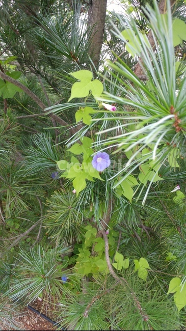 나팔꽃,식물,꽃,화초,초목,식물,자연,plants,nature
