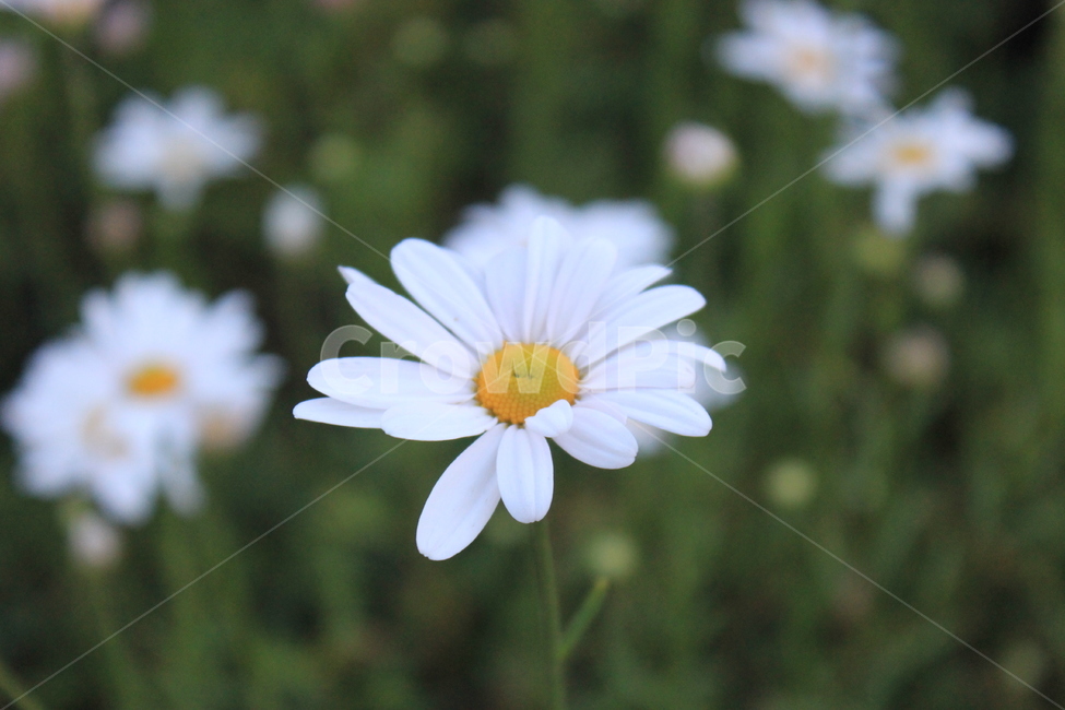 구절초,꽃사진,하얀색,초록,꽃,식물,자연,plants,nature,꽃,flower
