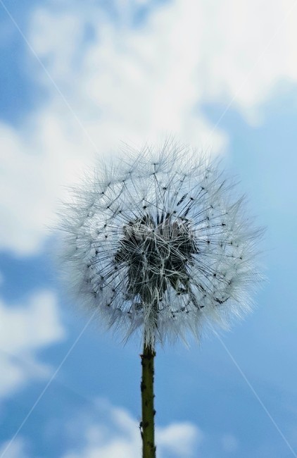 민들래,홀씨,하늘,구름,바람,dandelion,seedsofdandelion,sky,cloud,wind