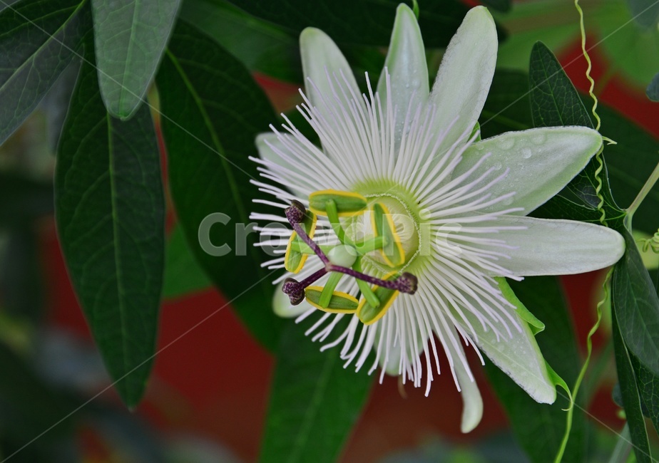 plant,식물,flower,blossom,꽃,petal,꽃잎,시계꽃