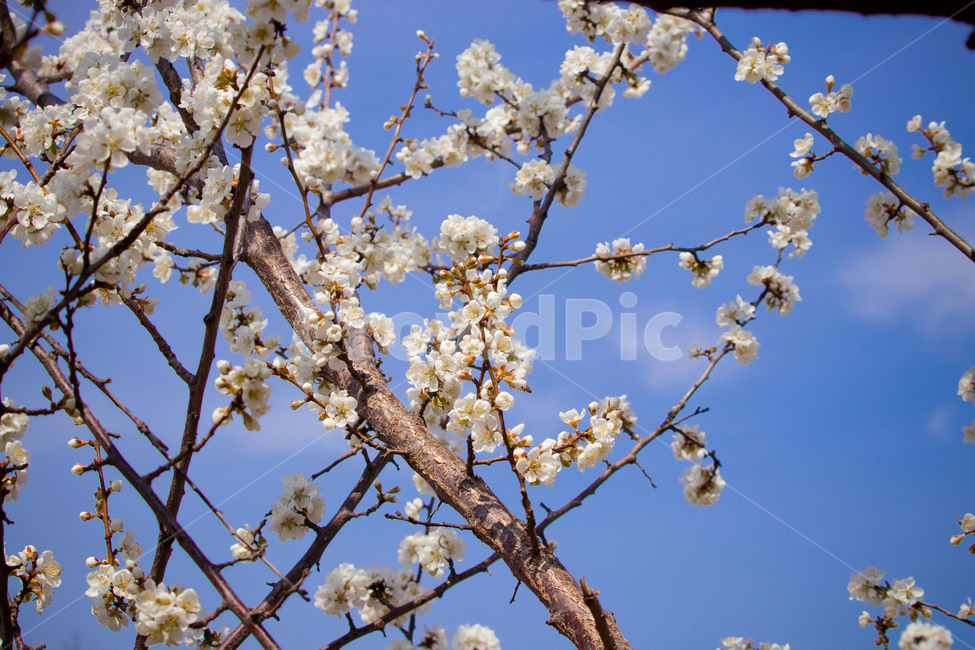 plant,식물,flower,꽃,blossom
