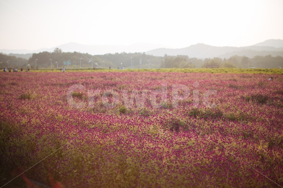 양주,나리공원,천일홍,꽃,식물,자연,풍경,nature,landscape,식물,plants,꽃,flower