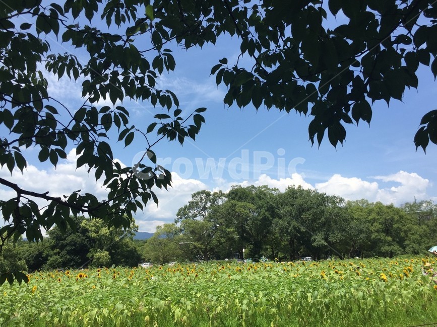 자연,공원,해바라기,nature,park,sunflower