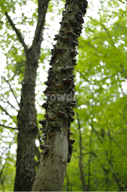 나무,식물,버섯,초록,plant,식물,자연,plants,nature,나무,trees,wood