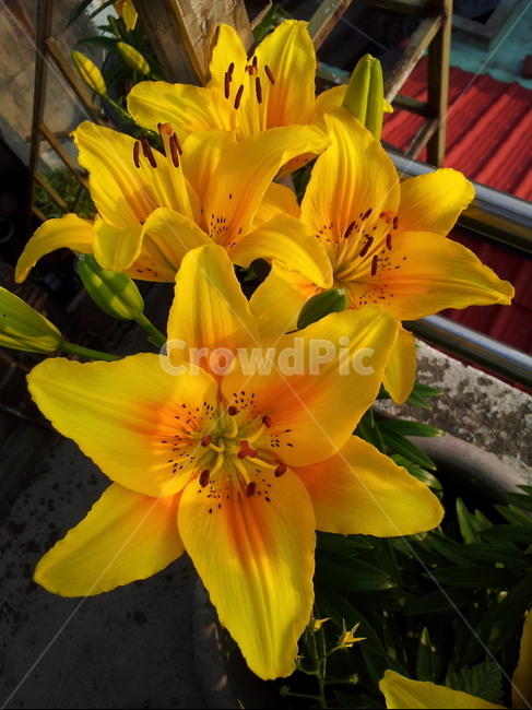 plant,식물,꽃,blossom,flower,lily,백합,식물,자연,plants,nature,꽃,flower
