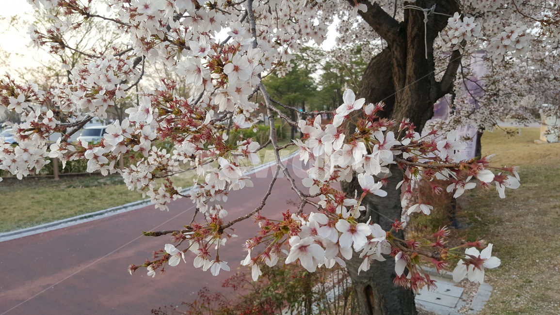 벚꽃,벚꽃나무,꽃,벚꽃그림,봄,spring,flower,CherryBlossom,nature