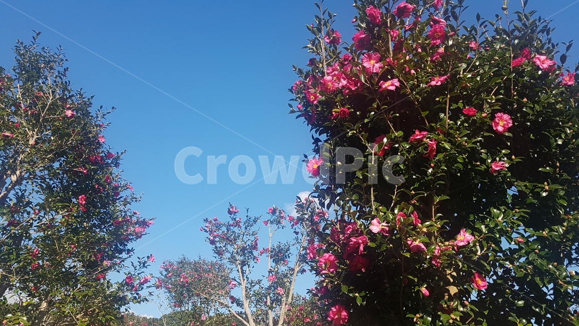 겨울꽃,동백꽃,동백나무,겨울동백,꽃,camellia,flower,sky,맑은날,화창한날씨,계절,야외,outdoors,plant,식물