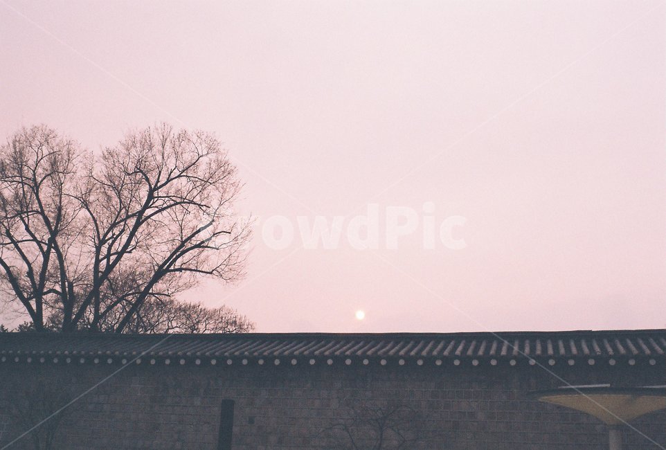 필름,필름사진,film,식물,나무,tree,감성,sentimental,골목