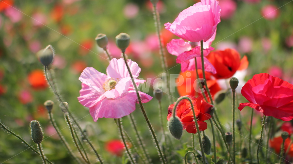 꽃,양귀비,양귀비꽃,꽃밭,야외,flower,red,빨강,자연,풍경,색감,식물,자연,plants,nature,꽃,flower