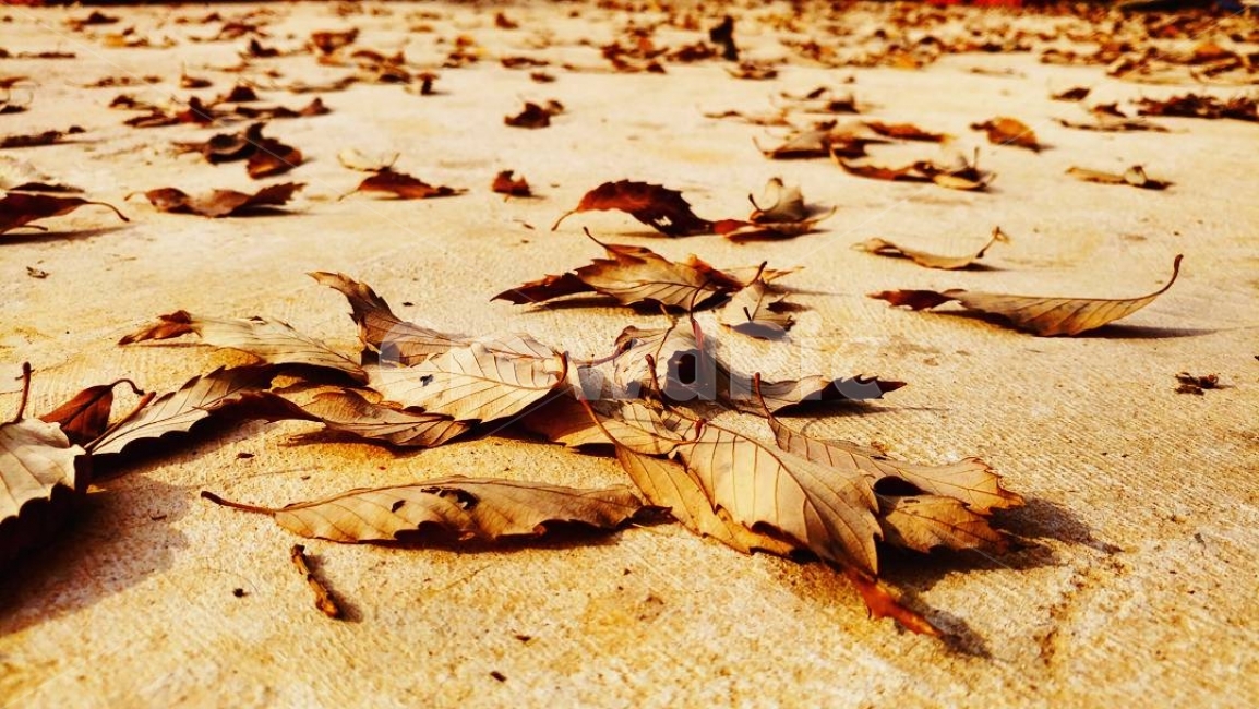 전라남도,나뭇잎,가을,풍경,배경,광주,나주,여행,leaf,landscape,fall,autumn,travel,background,가을,계절,fall,autumn,season,감성,sensible,feeling,plant,식물,잎,ground,바닥