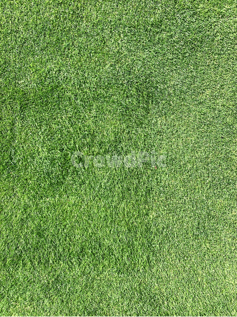 plant,식물,grass,rug,깔개,lawn,잔디,배경,백그라운드,잡초,풀,background,식물,자연,plants,nature