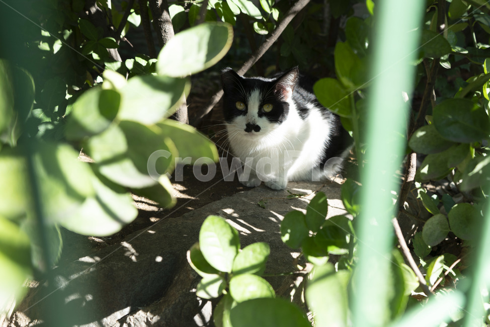 고양이,길고양이,동물,귀여운,경계하는,철장,동물,animal,포유류,mammal,고양이,cat,kitten,kitty