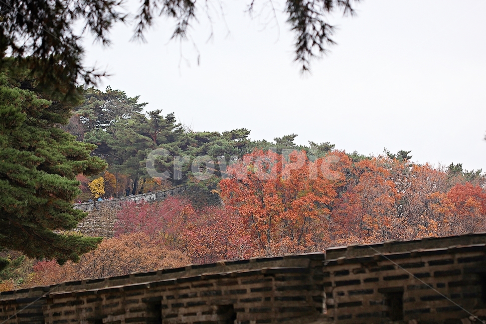 남한산성,성,성곽,단풍,낙엽,길,둘레길,숲,숲길,담,돌담,가을,자연,풍경,벽,울긋불긋,산성,식물,가을,계절,fall,autumn,season