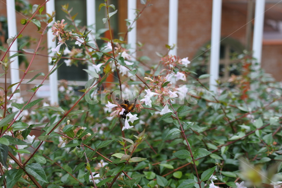 꽃,flower,박각시,꼬리박각시,식물,blossom,plant,벌새,acanthaceae