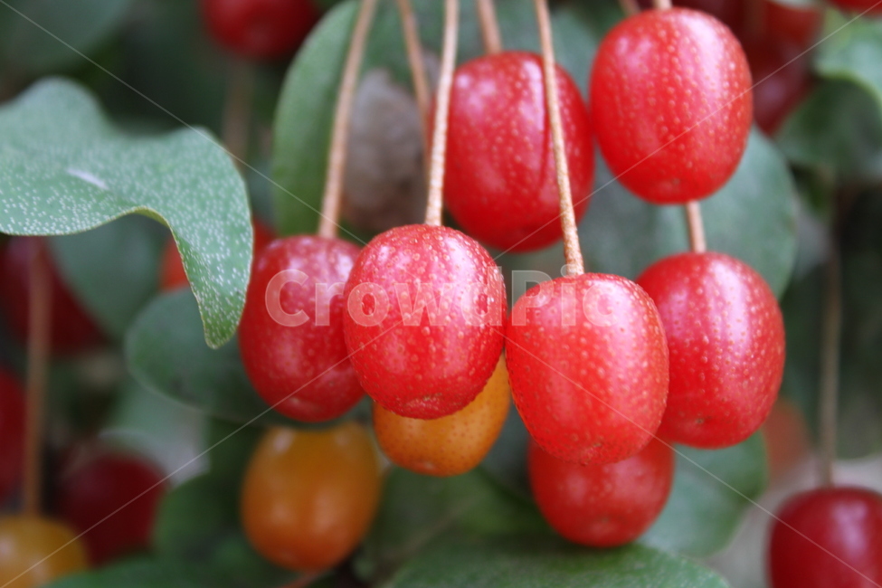 보리수,열매,식물,빨강,감성,cherryelaeagnus,fruit,식물,자연,plants,nature,과일,열매,fruit