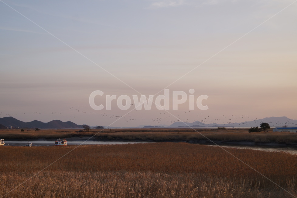 순천만,갈대밭,물길,풍경,갈대,가을,계절,fall,autumn,season,자연,풍경,nature,landscape,한국자연풍경,한국자연경관,korea nature landscape,outdoors,옥외,land,땅