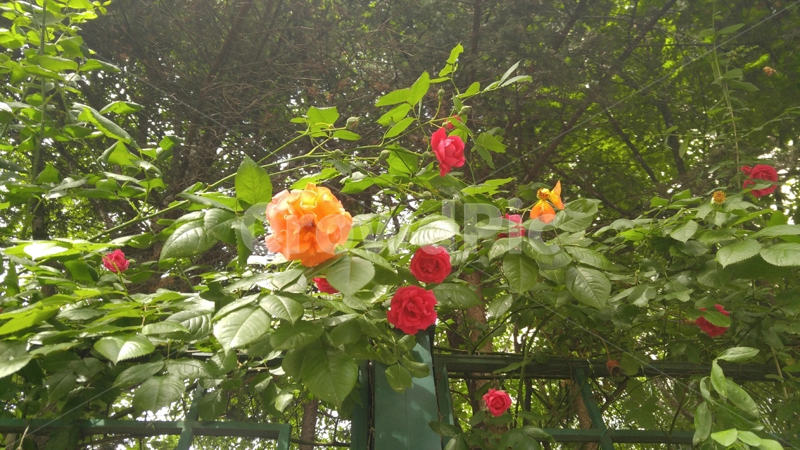 장미,장미넝쿨,장미다발,이쁜장미,장미가로수