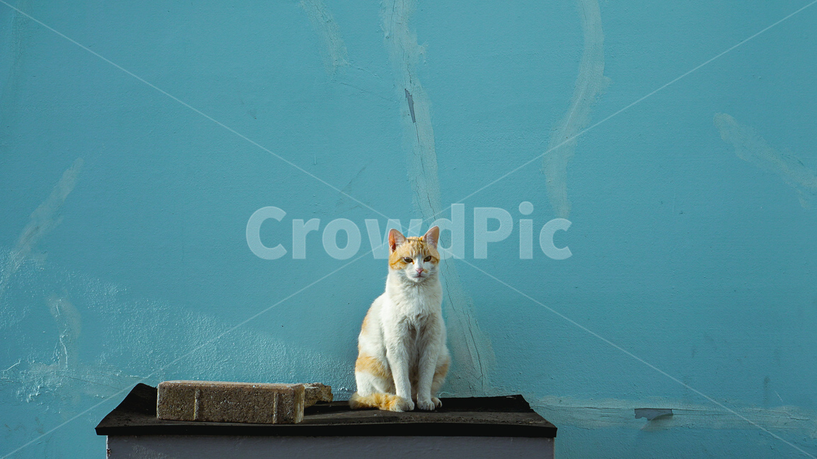고양이,길고양이,색감,동물,귀여움