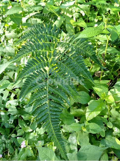 야생화,wildflower,들꽃,들풀,나뭇잎,leaf,식물,자연,plants,nature