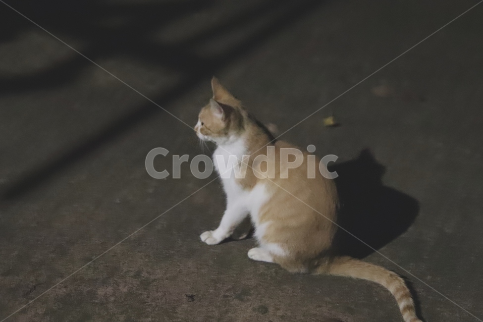 길고양이,고양이앉은자세,고양이,동물,cat,동물,animal,포유류,mammal,고양이,cat,kitten,kitty