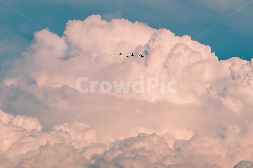 기러기,철새,하늘,구름,조류,sky,cloud,skyroad,풍경,하늘풍경,landscape,자연,풍경,nature,landscape,동물,animal,조류,새,birds,색깔,색상,색채,색감,color sense,color sensitivity,feeling of color,weather,날씨,cumulus,적운,outdoors,옥외