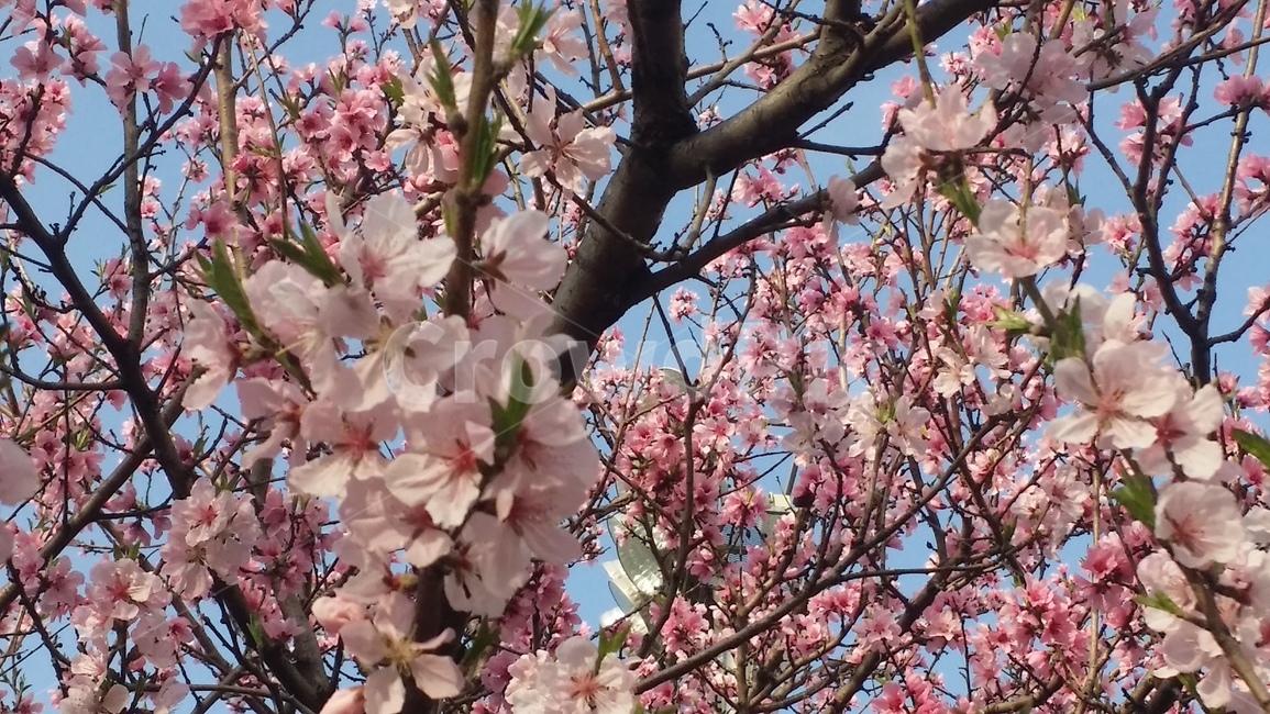 봄,벚꽃,꽃,분홍,자연,cherryblossom,flower,plant,자연