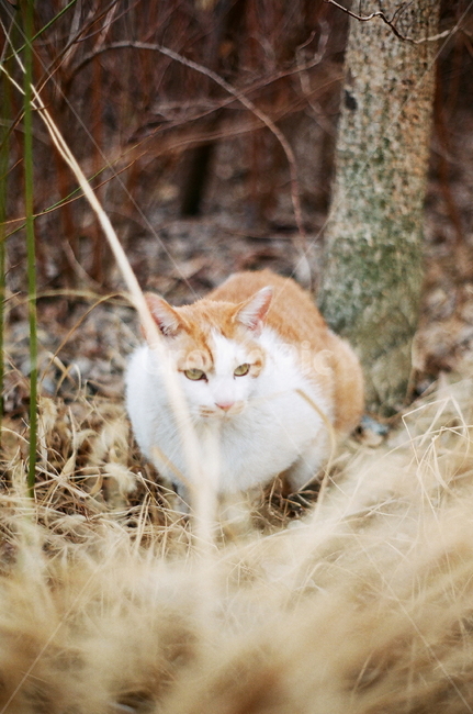 고양이,길냥이,동물,cat,필름,길고양이,동물,animal,포유류,mammal,고양이,cat,kitten,kitty
