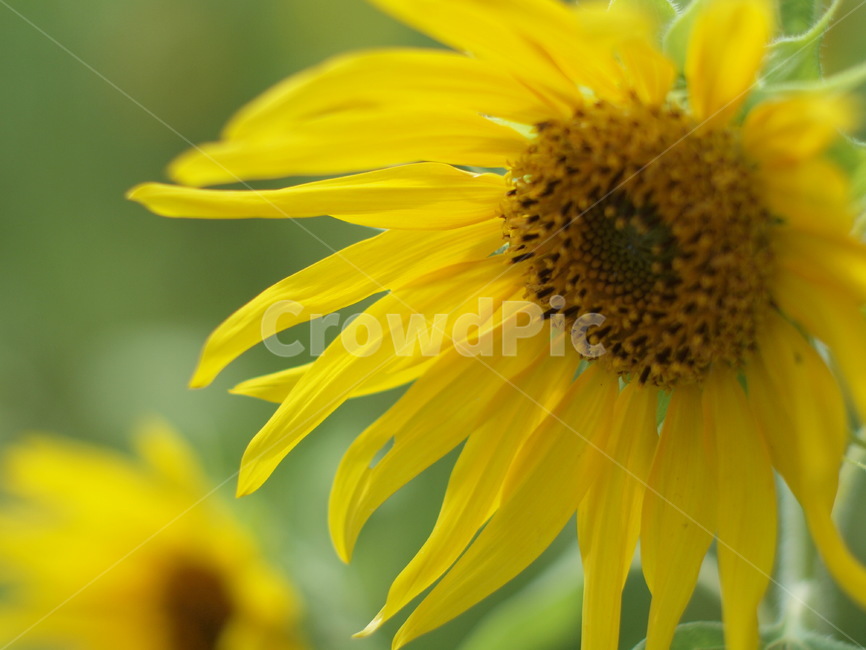 해바라기,여름,접사,sunflower,꽃,blossom,flower,식물,plant,식물,자연,plants,nature,꽃,flower