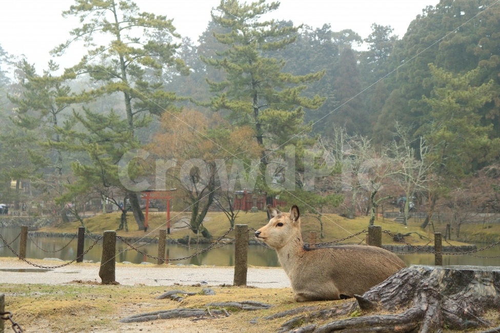 사슴,일본,나라,오사카,풍경,해외,외국,세계,foreign,oversea,world,동물,animal,포유류,mammal