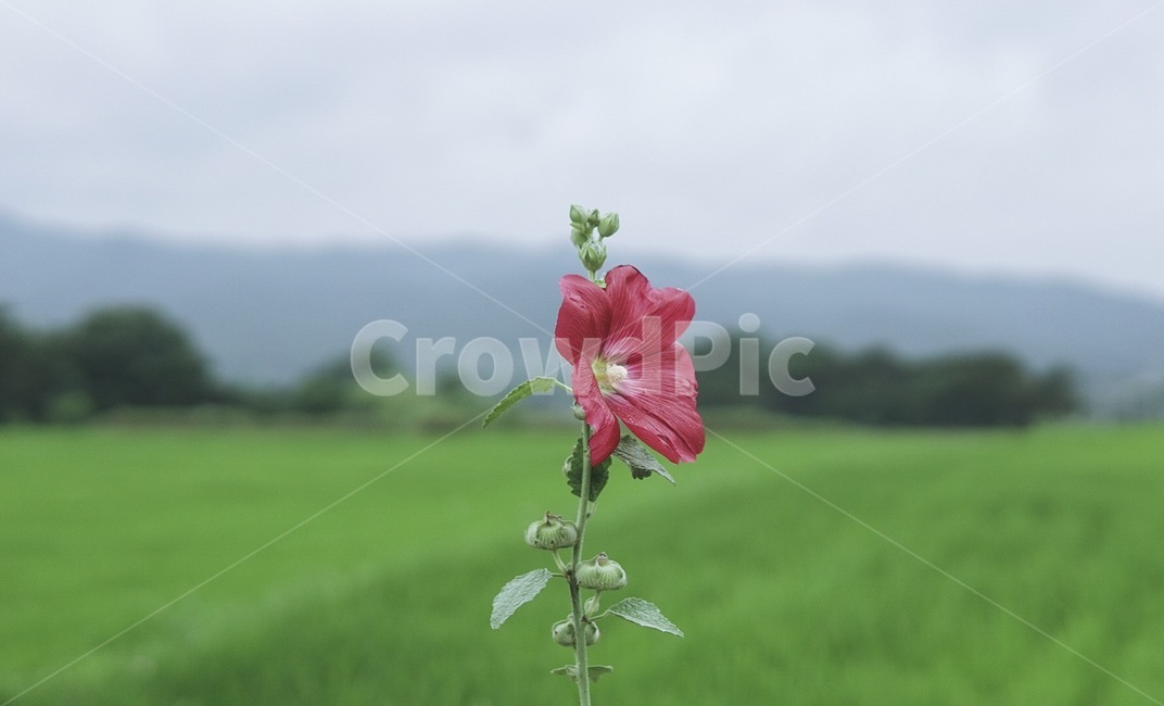 꽃,색감,감성,들판,flower,blossom,고요함