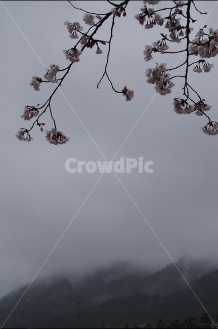 산,벚꽃,풍경,구름,봄,흐림,봄,계절,spring,season,식물,자연,plants,nature,꽃,flower