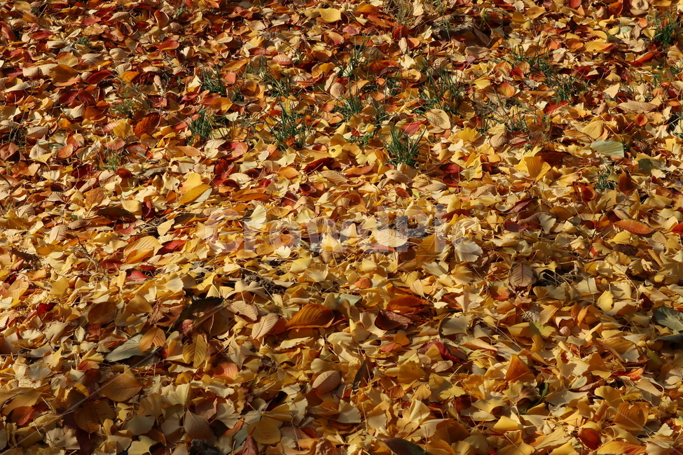가을,낙엽,계절,나뭇잎,잎,가을,계절,fall,autumn,season,leaf,plant,식물,tree,나무