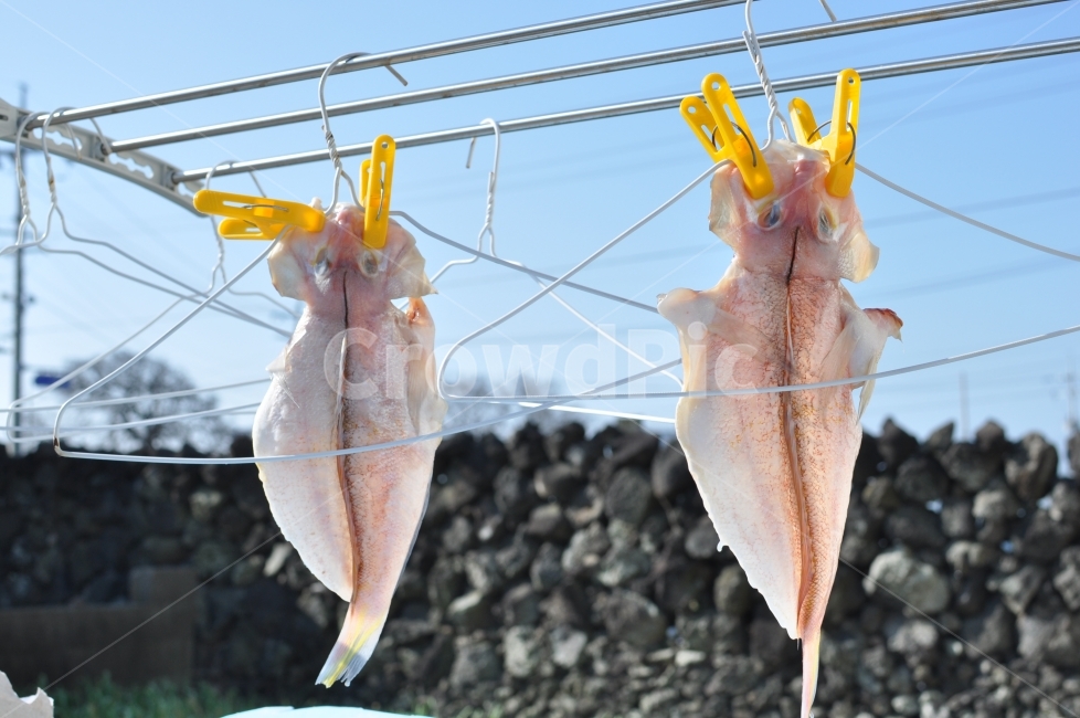 음식,옥돔,말린옥돔,건조,돌담,파란하늘,옷걸이,별미,생선,건조대,food,fish,tilefish,dry,drying,stonewall,sky,bluesky,시골풍경,푸근함,식욕,음식,식재료,요리,food,cook,meal,dishes,food reserves,수산물,해산물,fishery products,seafood