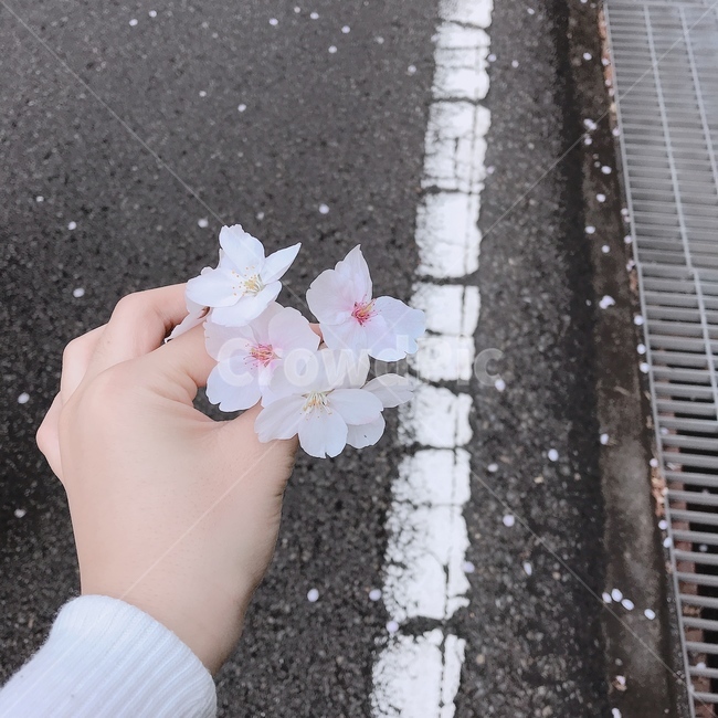 벚꽃,꽃,감성,봄,소녀,spring,flower,cherryblossoms,도로,미니꽃다발,꽃송이,핑크,하양,분홍,벚꽃축제,꽃길