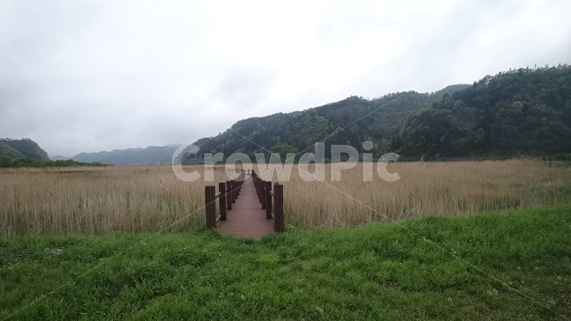 갈대숲,갈대,초록,가을,쓸쓸한,자연,풍경,nature,landscape,grass,잔디,plant,식물
