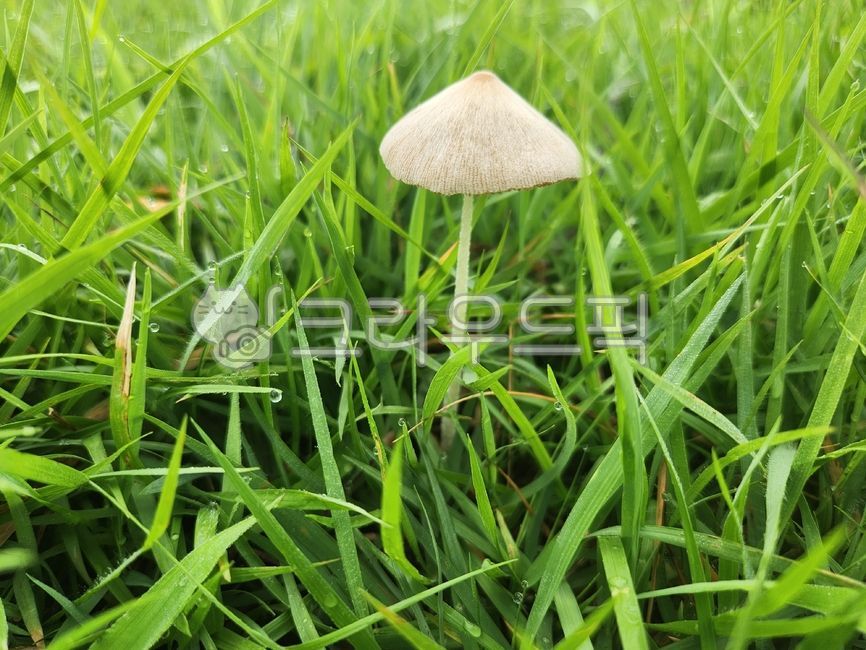 애주름버섯속,노란애주름버섯,스머프집,이쁜버섯,버섯,붉은애주름버섯