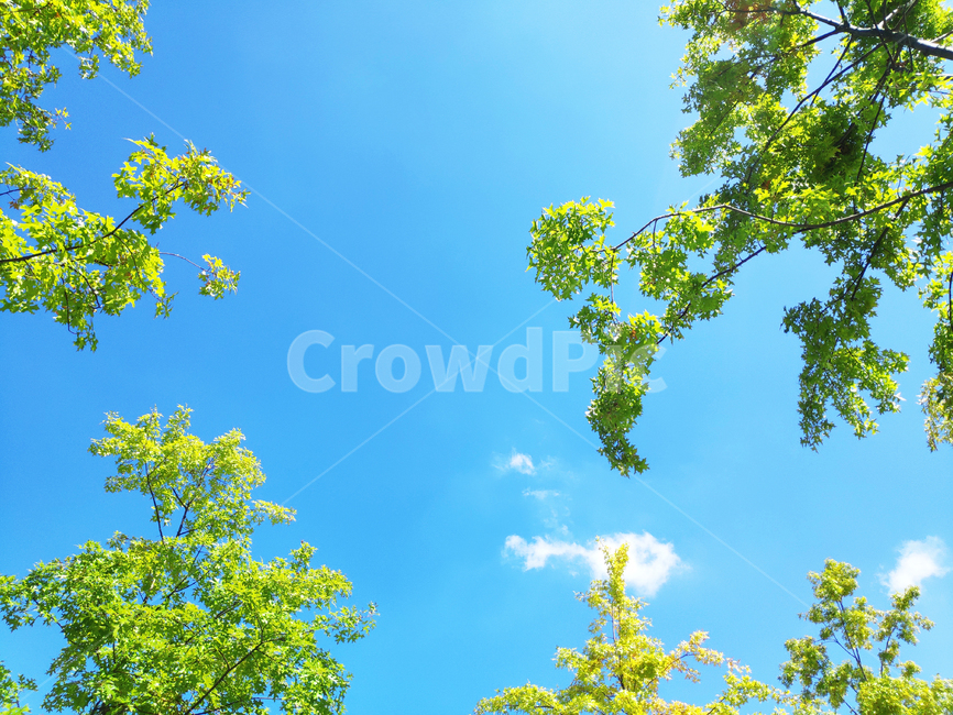 하늘,나무,그린,sky,trees,green,자연,풍경,nature,landscape