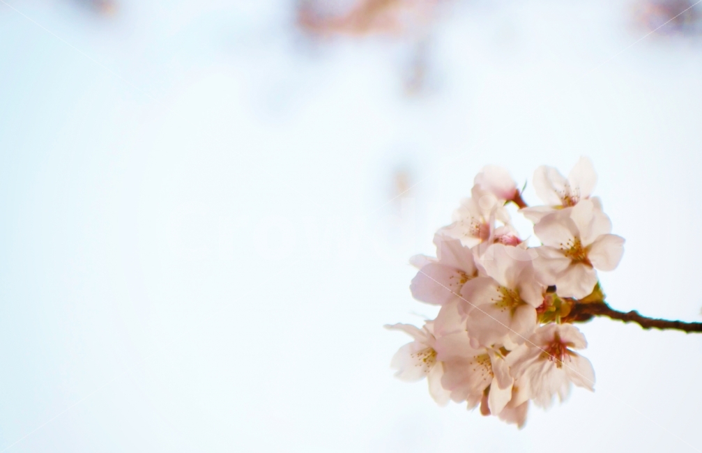 봄,벚꽃,꽃,풍경,자연,spring,flower,cherryblossom,nature,landscape,식물,자연,plants,nature,봄,계절,spring,season,꽃,flower,plant