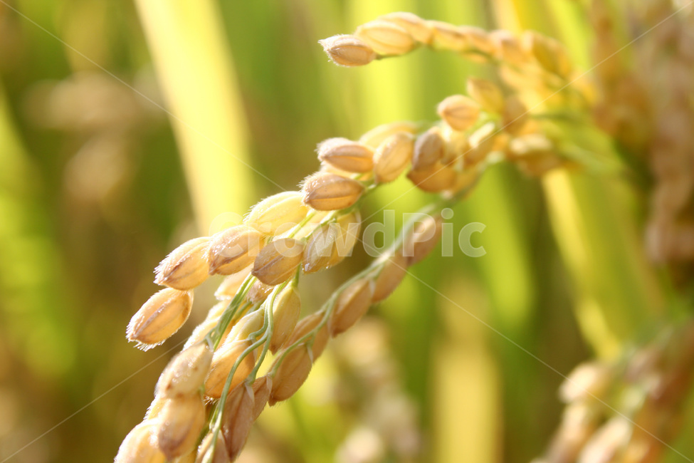 쌀,벼,곡식,쌀농사,쌀알,벼농사,곡류,곡식,cereals,농업,농사,agriculture,farming,farming industry