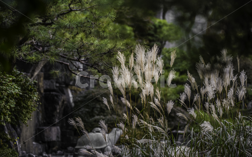 가을,식물,환경,풍경,자연,낮,오후,갈대,억새 하늘,계절,fall,autumn,season,plants,nature,식물,자연,plants,nature