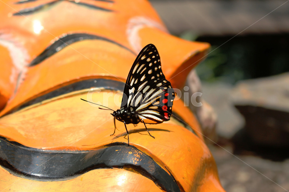 나비,butterfly,자연,nature,주황,orangecolor,검정,black,줄무늬