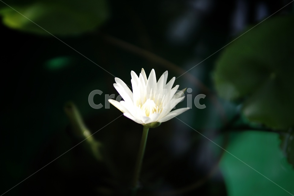 꽃,flower,자연,nature,연못,연꽃,식물,자연,plants,nature,꽃,flower