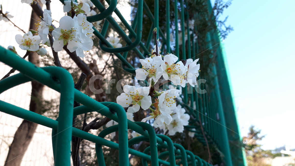 꽃,철조망,봄,flower,broom,봄,계절,spring,season,식물,자연,plants,nature,꽃,flower,plant