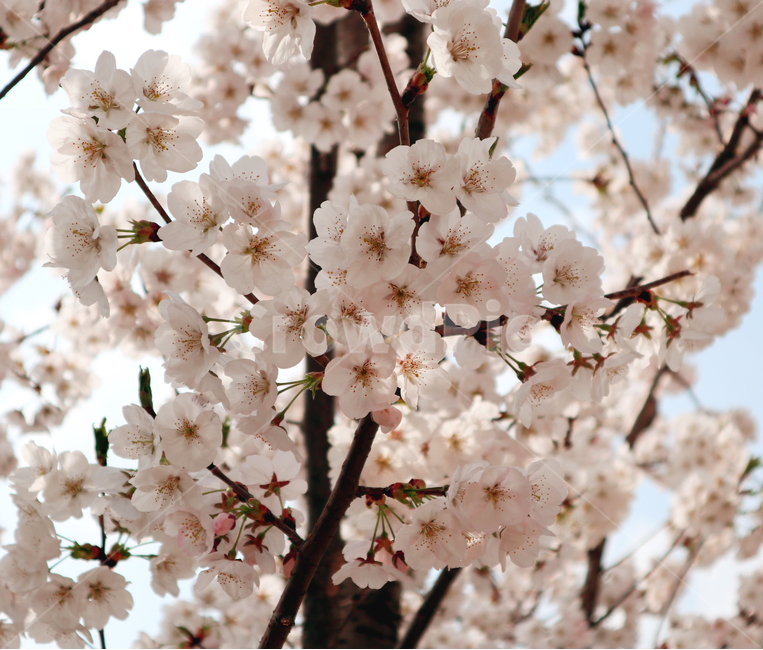 벚꽃,봄,꽃,나무,자연풍경,불굉천,봄,계절,spring,season,식물,자연,plants,nature,꽃,flower,plant,blossom