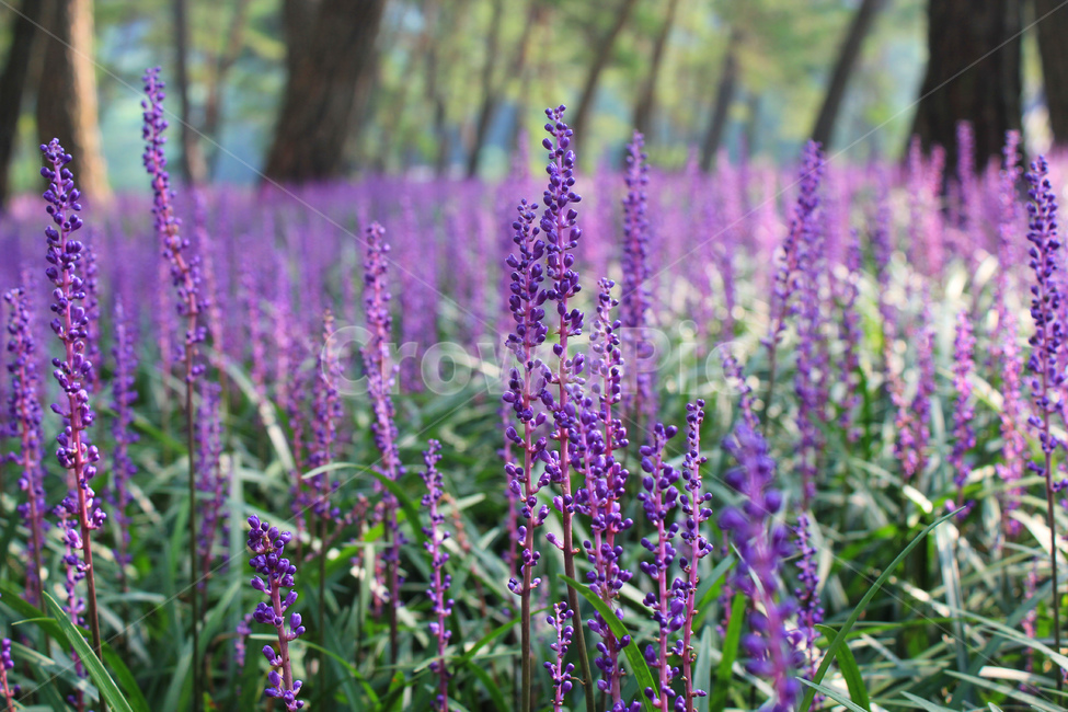맥문동,꽃,상주맥문동숲,식물,flower,식물,자연,plants,nature,꽃,flower