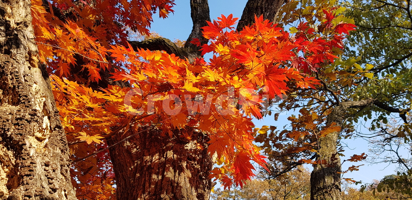 운길산,가을,가을단풍,속삭임,가을동화,가을,계절,fall,autumn,season,leaf,잎,plant,식물,tree,나무,maple,단풍