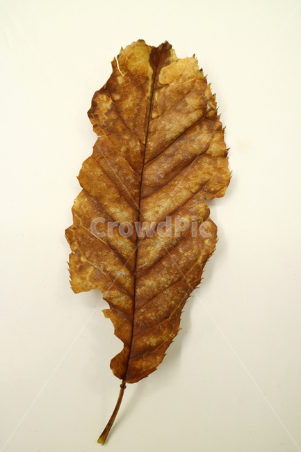 낙엽,가을,나뭇잎,잎,잎사귀,계절,식물,자연,가을낙엽,fallenleaves,deadleaves,오브젝트,누끼,가을,계절,fall,autumn,season,plant,leaf