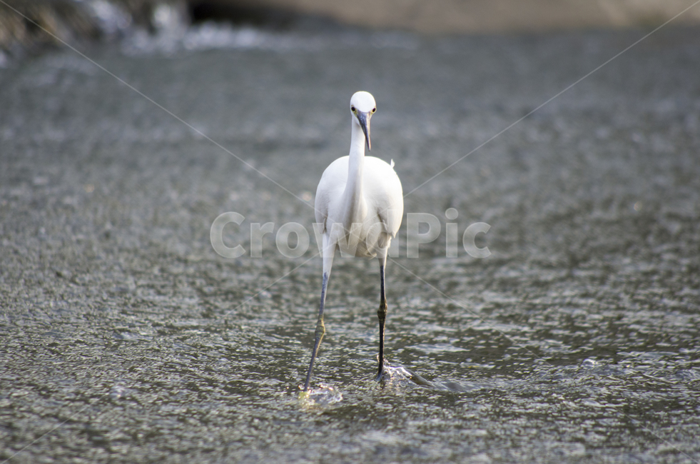 왜가리,백로,heron,흰새,하천,강가,시내,물가,새,감성,동물,화이트,부리,망원,먼거리,동물,animal,조류,새,birds