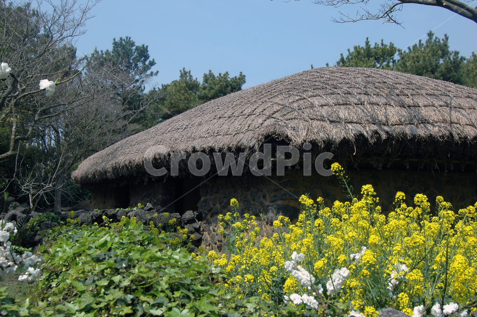 nature,자연,outdoors,옥외,building,countryside,농촌,제주도,제주전통가옥,노란색,꽃,지붕
